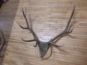 lot 132 image: Mounted Deer Antlers