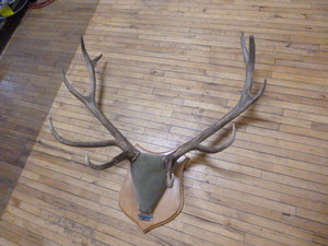 lot 133 image: Mounted Deer Antlers