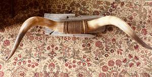 Steer Horns Mounted on Barn Wood