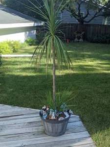 lot 81 image: Adorable Living Outdoor Potted Tree with Gnome Garden