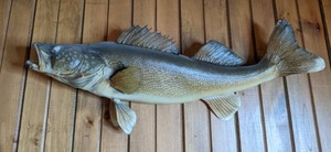 lot 274 image: This Ones a Catch Taxidermy Walleye