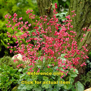 lot 140 image: 1.5 gallon Coralbells