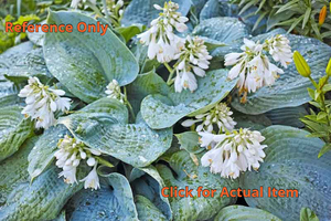 lot 131 image: 2 gallon Blue Angel Hosta
