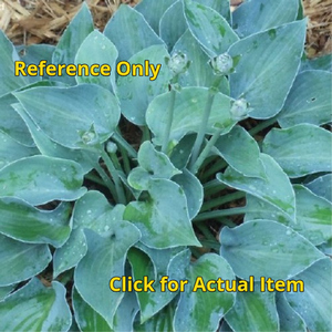lot 132 image: 2 gallon Blue Cadet Hosta