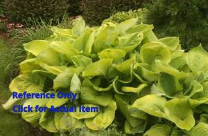 lot 133 image: 2 gallon Sum & Substance Hosta