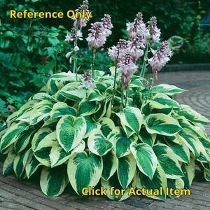 lot 134 image: 2 gallon Hosta Wide Brim