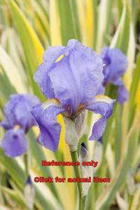 lot 158 image: 1.5 gallon Variegated Iris