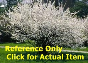 lot 89 image: Lot of One 1 - 1.5 ft. Nanking Cherry