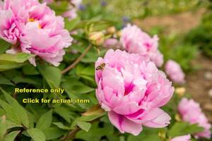 lot 64 image: Lot of One 2 gallon Bright Pink Peony