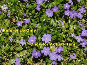 lot 137 image: 1.5 gallon Vinca (Periwinkle) Lot of 2