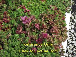 lot 53 image: 1 quart Sedum, Lot of 2