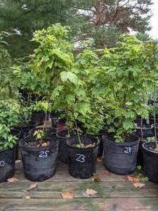 lot 24 image: Lot of One 2 - 2.5 foot Red Maple