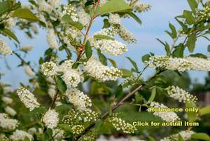 lot 49 image: Lot of One 3 foot Chokecherry