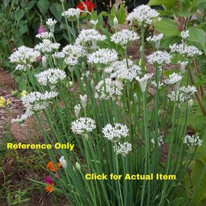 lot 51 image: 1 gallon Garlic Chives, Lot of 2