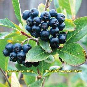 lot 69 image: Lot of One 2.5 - 3 foot Black Chokeberry
