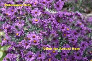 lot 86 image: 1.5 gallon Purple Aster