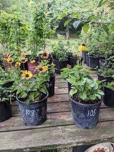 lot 105 image: 2 gallon Black-Eyed Susan Rudbeckia