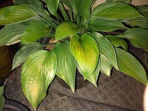 lot 113 image: 2 gallon Hosta Great Expectations