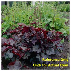 lot 143 image: 2 gallon Purple Palace Coralbells