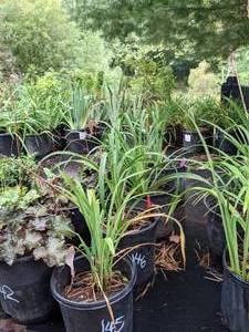 lot 148 image: 2 gallon Purple Daylily