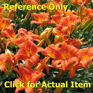lot 151 image: 2 gallon Orange Daylily