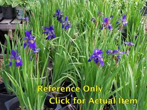 lot 172 image: 2 gallon Purple Siberian Iris