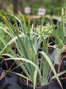 lot 190 image: 2 gallon White Reblooming Bearded Iris