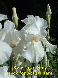 lot 192 image: 2 gallon White Reblooming Bearded Iris