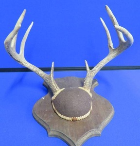 lot 28 image: VINTAGE DEER HORNS