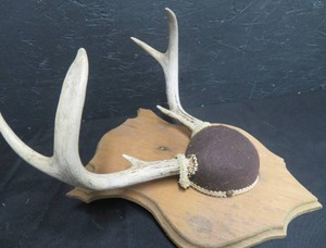 lot 119 image: DEER HORNS  MOUNT