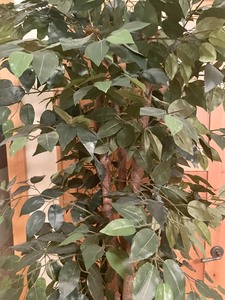lot 18 image: Faux Tree