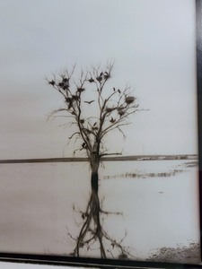 lot 44 image: Family Tree Framed Print by Howard Christopherson