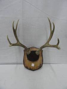 8 Point Deer Rack