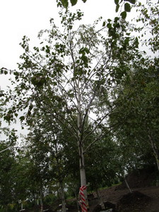 Whitespire Birch