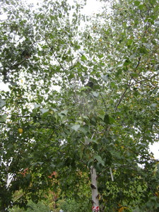 Whitespire Birch