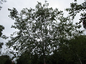 Whitespire Birch