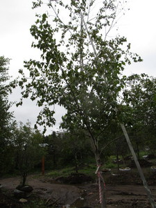 Whitespire Birch