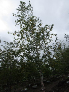 Whitespire Birch