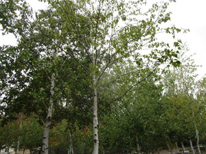 Whitespire Birch