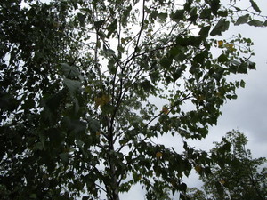 Whitespire Birch