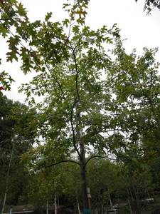 Pin Oak