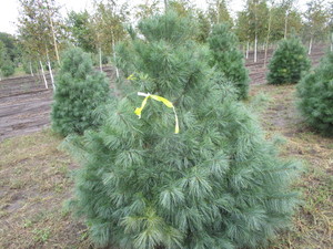 White Pine