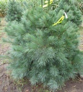 White Pine