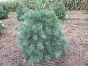 White Pine