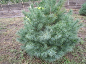 White Pine