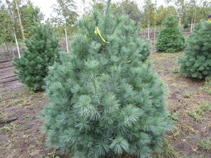 White Pine