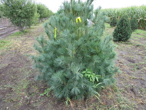 White Pine