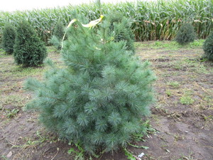 White Pine