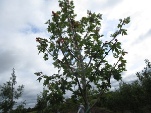 Autumn Blaze Maple