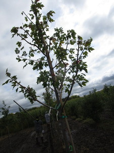 Autumn Blaze Maple